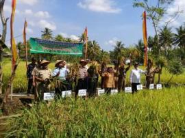 PANEN RAYA KELOMPOK TANI SARI BUMI 